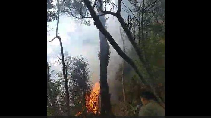 Kebakaran Hutan di Gunung Tangkubanparahu Berhasil Dipadamkan