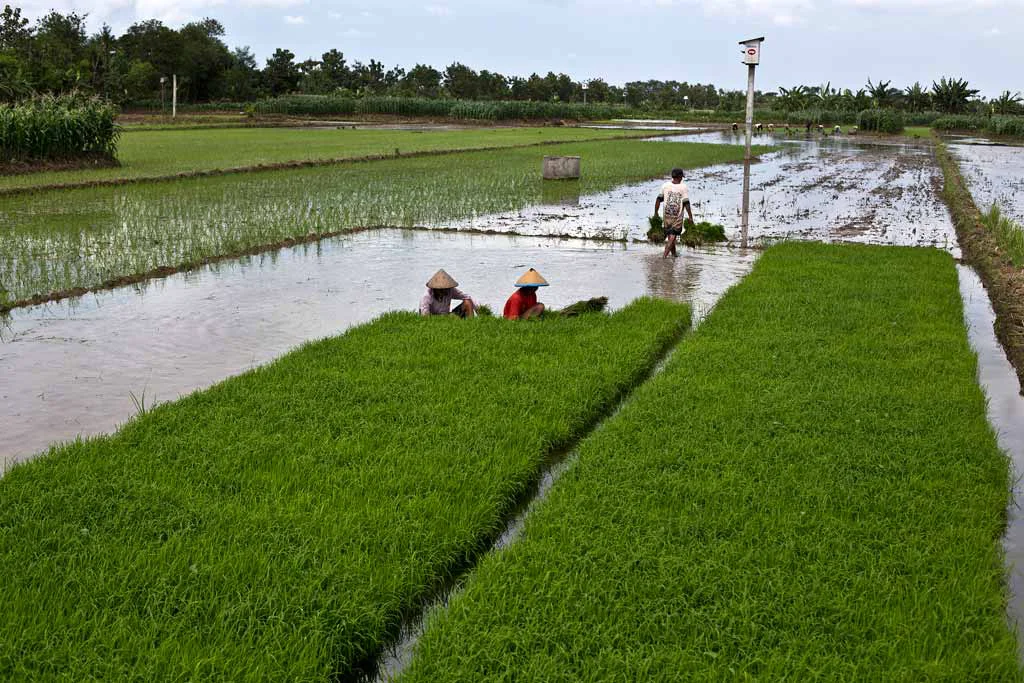 Kementan Perluas Lahan Pertanian di Kaltim Antisipasi Krisis Pangan