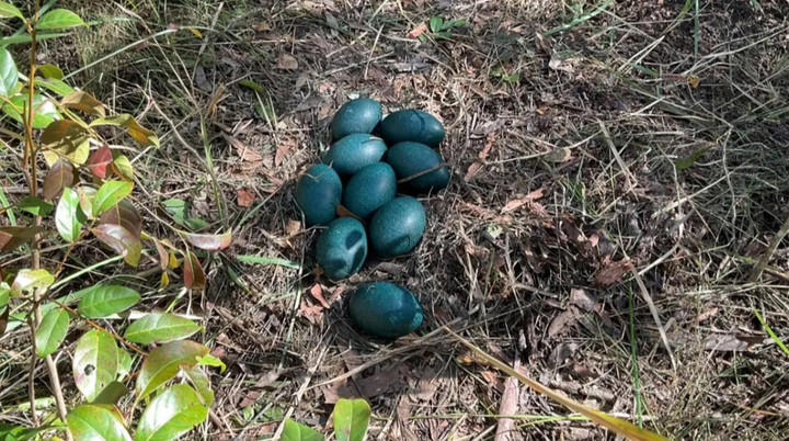 Penemuan Langka: Telur Emu Pesisir Ditemukan di Hutan Australia