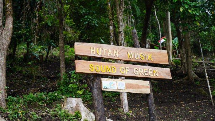 Hutan Musik di Amahusu, Harmoni Antara Alam dan Pariwisata