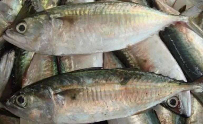 Penyakit yang Dapat Diredakan dengan Mengonsumsi Ikan Kembung