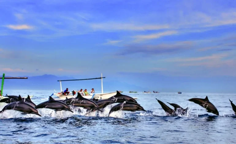 Pesona Lumba-Lumba di Teluk Kiluan, Lampung