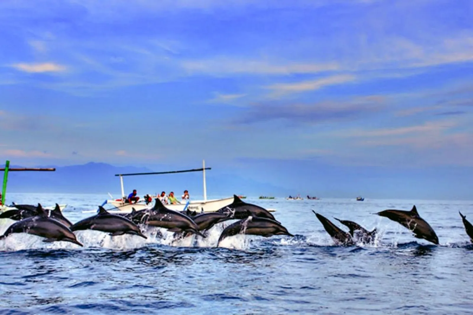 Pesona Lumba-Lumba di Teluk Kiluan, Lampung