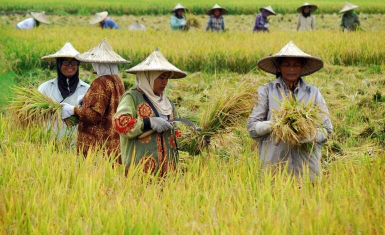 Strategi Pertanian Terarah untuk Swasembada Pangan di Era Prabowo
