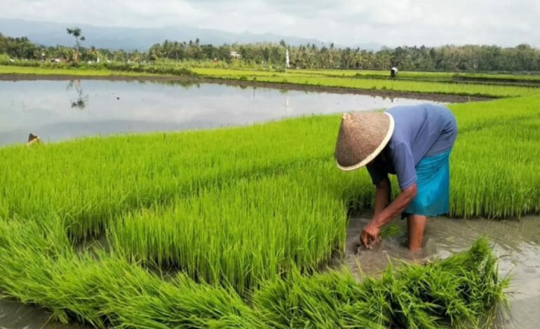 Pilkada Sleman 2024: Harapan Lahirkan Pemimpin Berpihak pada Petani