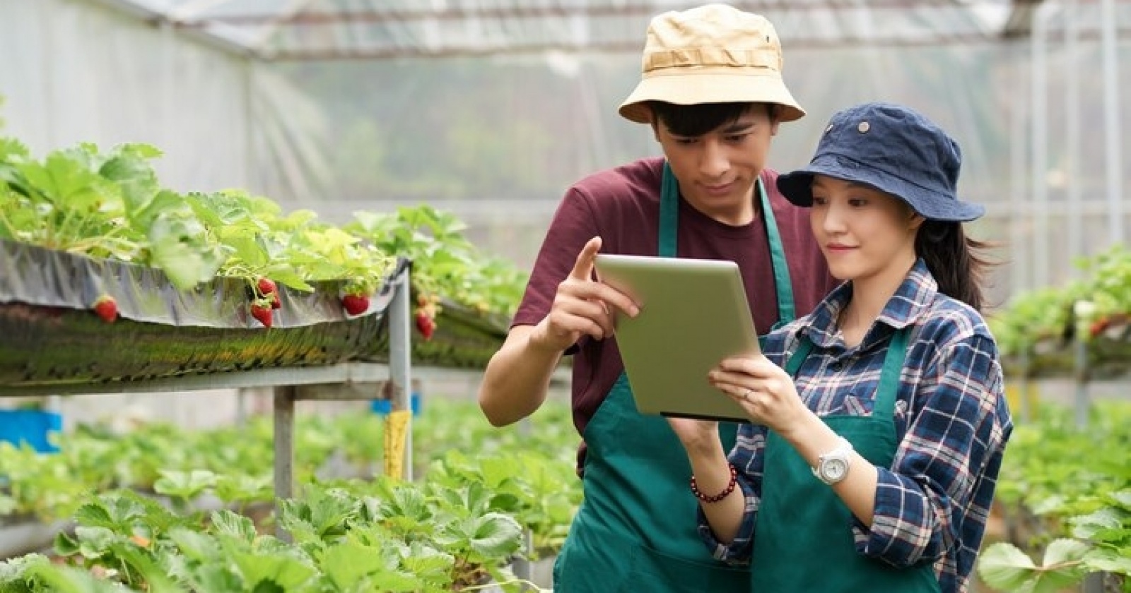 Syarat dan Cara Daftar Program Petani Milenial dari Kementan