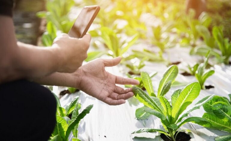 Panduan Lengkap Mendaftar Program Petani Milenial 2024 Melalui Situs Resmi Kementerian Pertanian