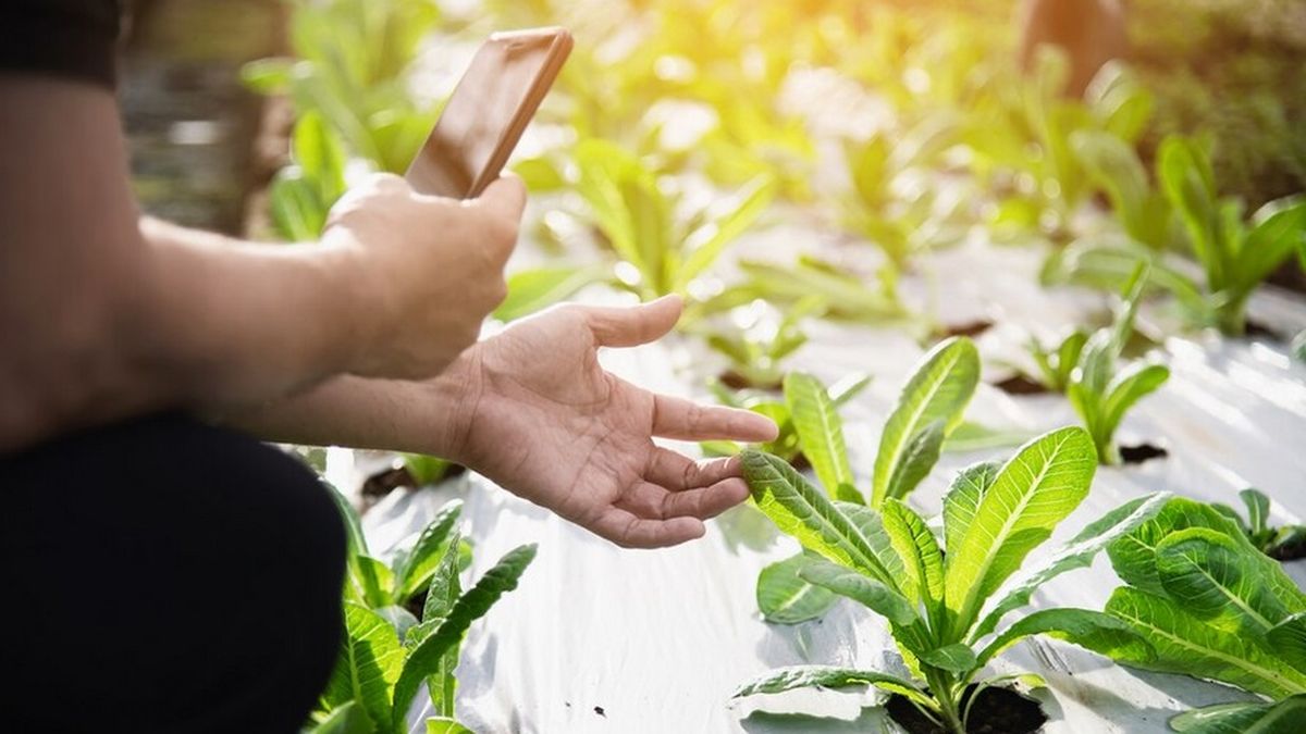 Panduan Lengkap Mendaftar Program Petani Milenial 2024 Melalui Situs Resmi Kementerian Pertanian