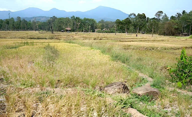 Agroekologi: Solusi Berkelanjutan Atasi Gagal Panen Petani