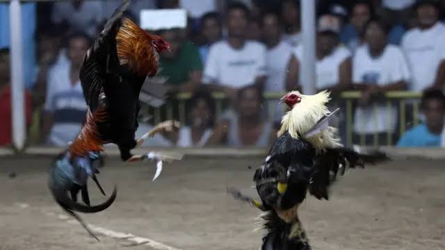 DPRD Asahan dari Fraksi Golkar Terjaring Penggerebekan Judi Sabung Ayam